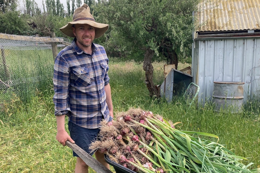 Man wearing hat pushing a wheelbarrow full of garlic. 