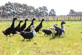 Ducks roam the vineyard