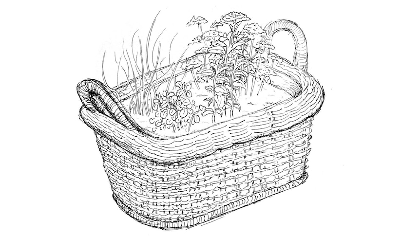Illustration of a wicker basket filled with soil and a variety of herbs like chives and coriander.