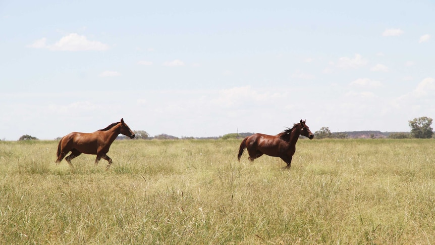 Horses running through the paddock at Dalkeith station outside of Longreach.