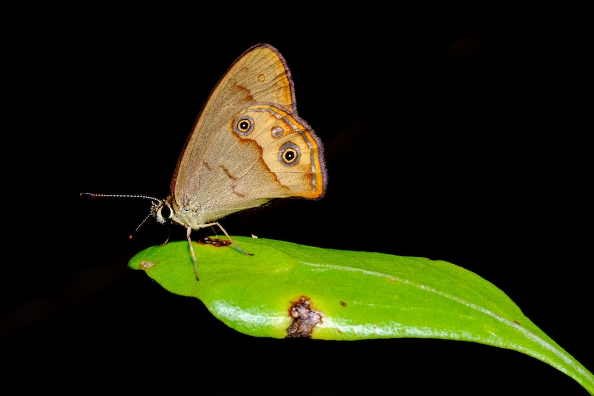 Brown moth-like butterfly, with black dots on the end of its wings, standing on the tip of a leaf