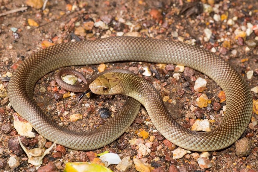 A baby king brown snake