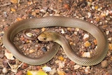 A baby king brown snake
