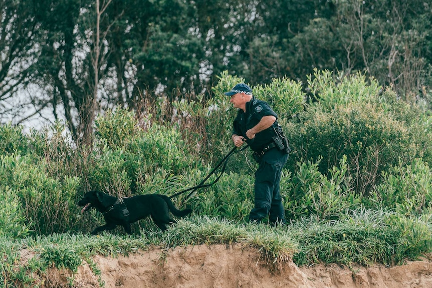 A police dog and handler searches through shrub on Umina Beach
