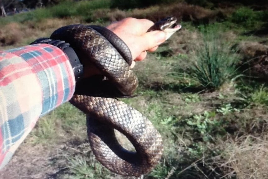 An arm with an eastern brown snake wrapped around it