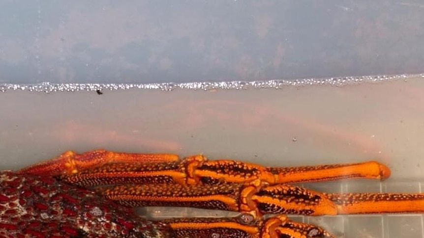 A giant southern rock lobster sits in a tub of water