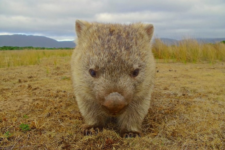 Close-up of a wombat
