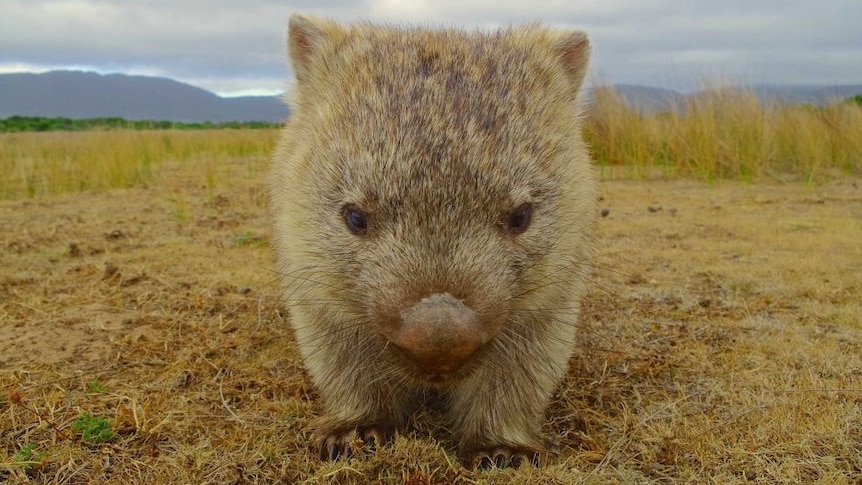 Close-up of a wombat