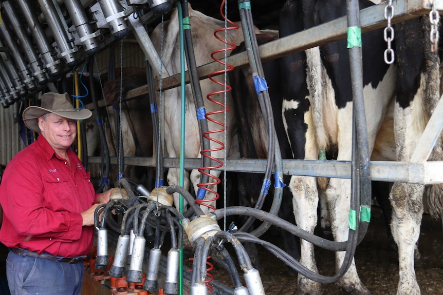 Farmer Phil Christensen milking his cows