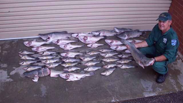 Fish found in at Narrandera restaurant by DPI staff during an inspection