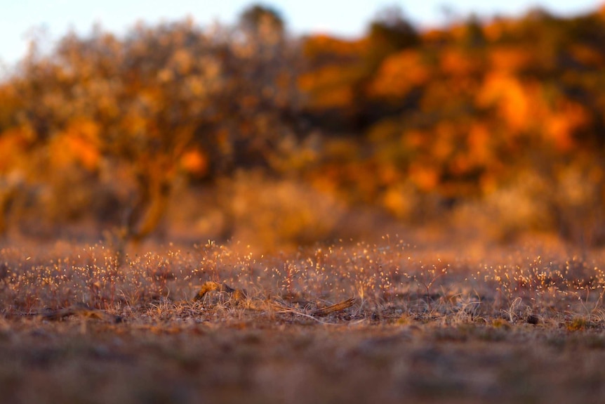 Small dried plants glow in the evening sun.