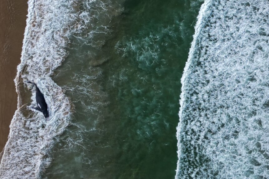 An aerial shot of a beached whale with waves around it.