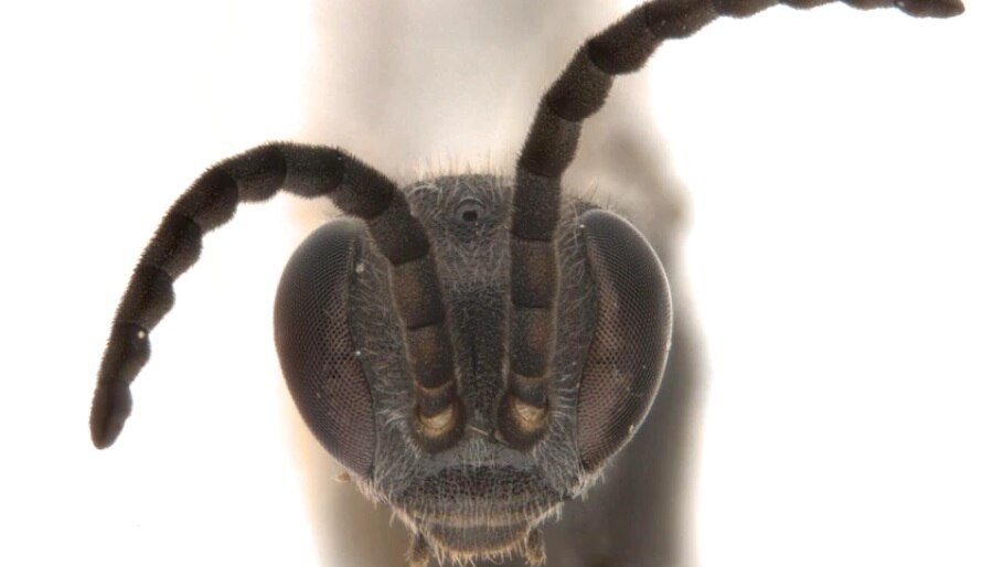 Grey brown insect with antennae