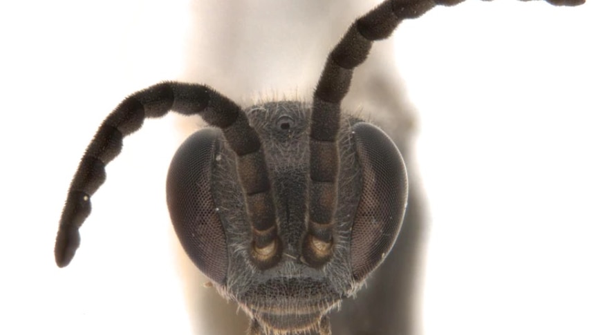 Grey brown insect with antennae