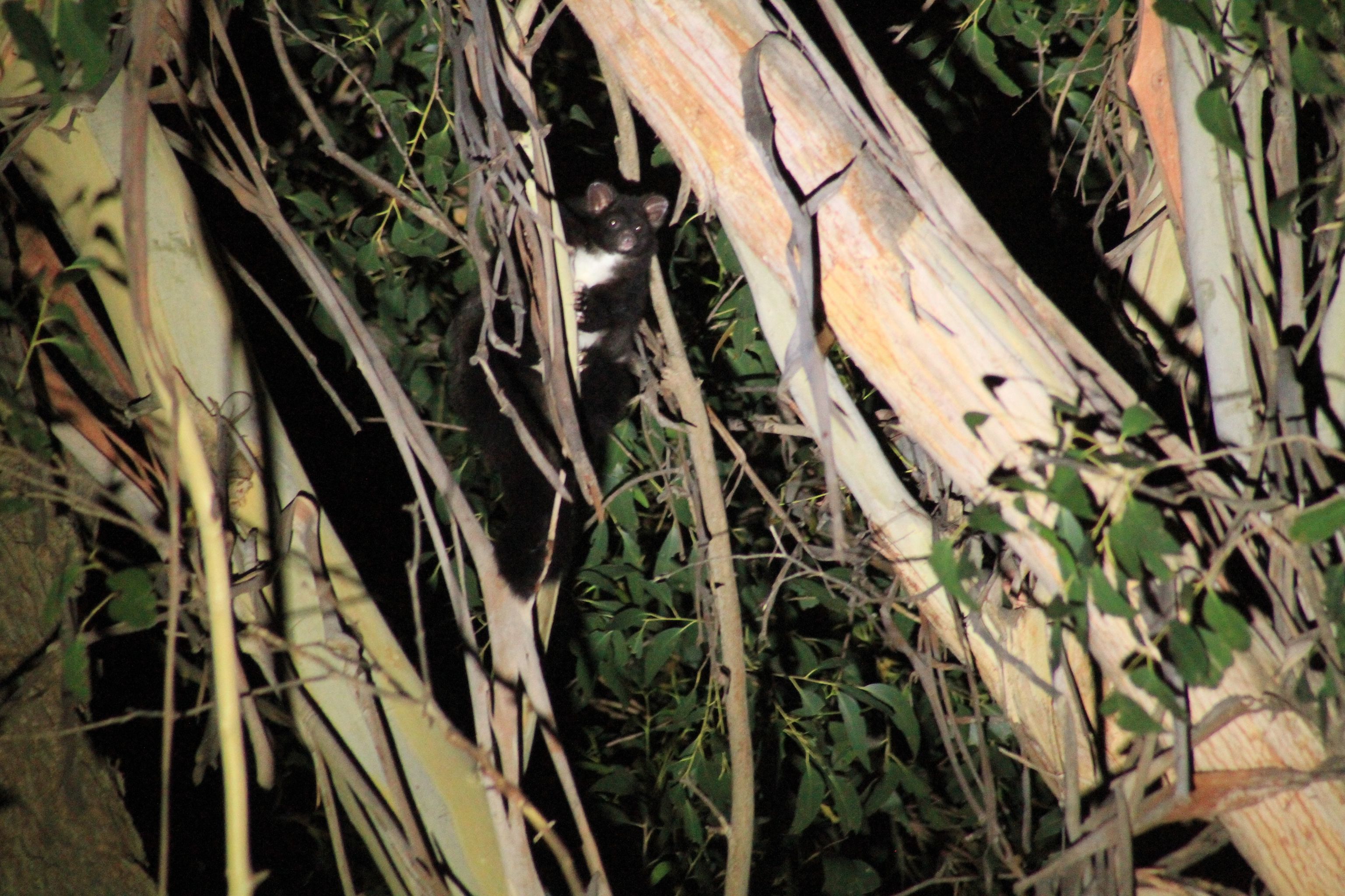 Two years after 19 of the threatened greater gliders were recorded in