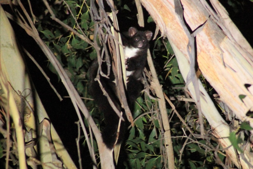 A dark, bushy Greater Glider can be seen between tree branches in a night photo
