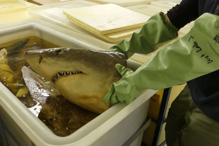 The head of a white shark being held in a tank