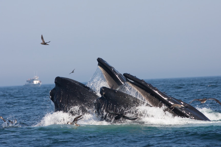 Humpback whales feeding in the ocean