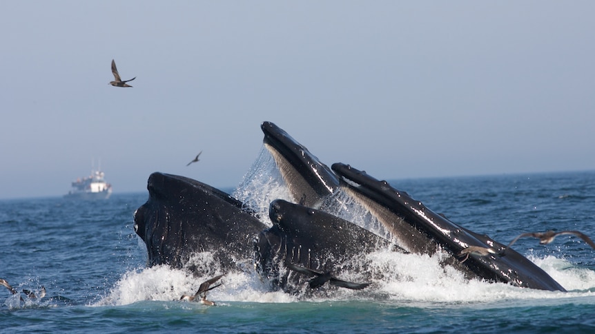 Humpback whales feeding in the ocean