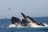 Humpback whales feeding in the ocean