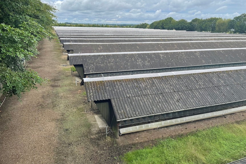 Several rows of long, skinny sheds on a farm   