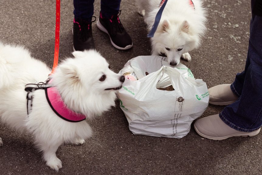 Two dogs and two people's legs are pictured with a full plastic bag sitting on the ground