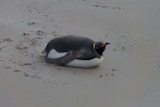 Picture of a black and white penguin sitting on its stomach on a beach