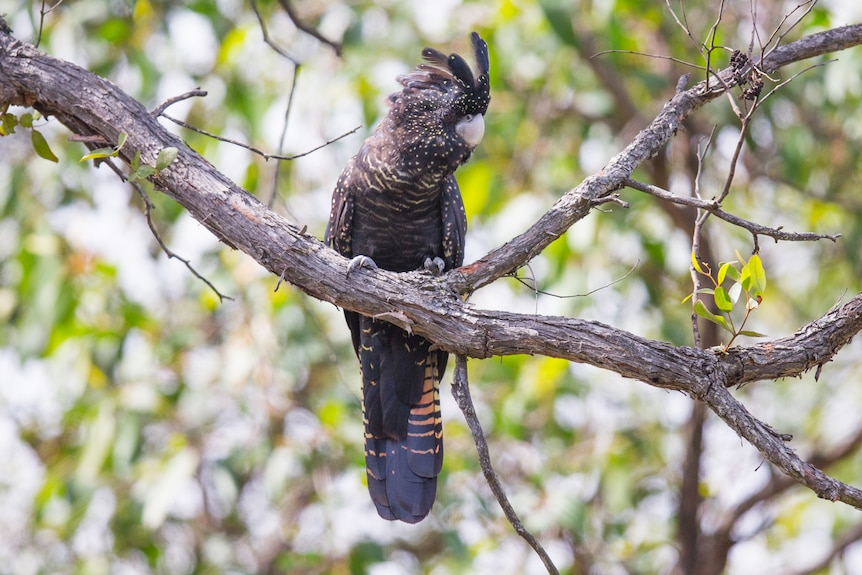 Black speckled cockatoo with red tail feathers in a tree. 