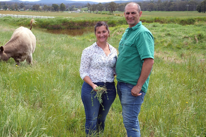 A couple stands in a paddock with long green grass. Two cows graze in the background.