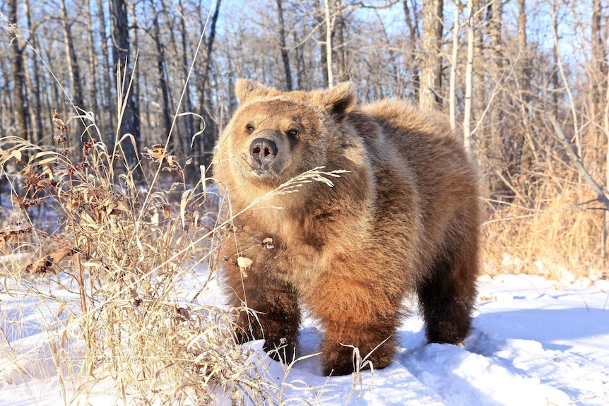 Berkley the bear stands in a snowy forest