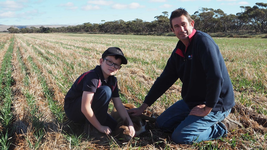 Farmer Alex McGorman and son Flynn pat Jazz the dog in a paddock on crop.