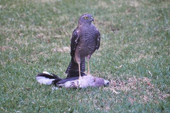 A bird of prey on grass with a dead pigeon
