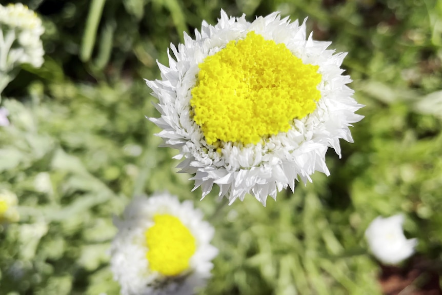 Large white flower with oversized yellow centre