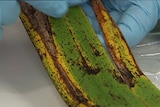 Banana leaf with black freckle-like spots