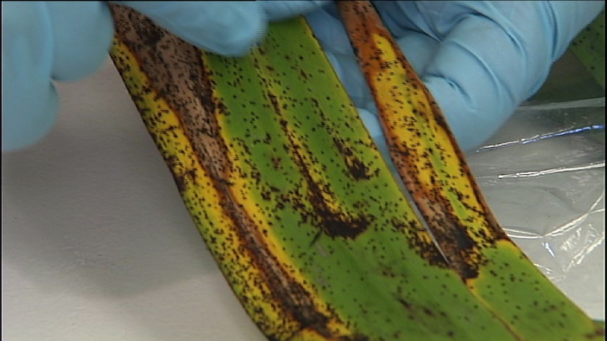Banana leaf with black freckle-like spots