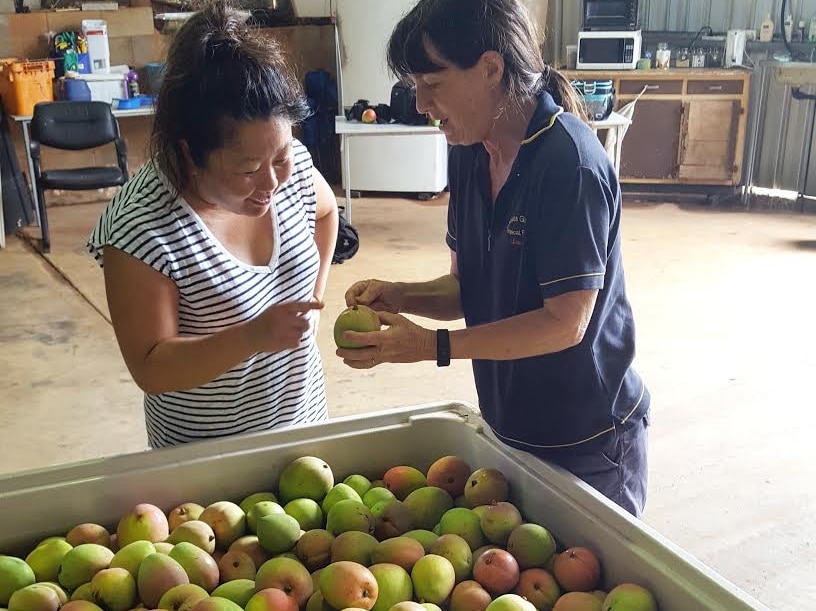 Blogger Nagi Maehashi inspects a mango packing shed