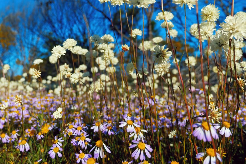 Mixture of daisies and everlastings in the Murchison, WA