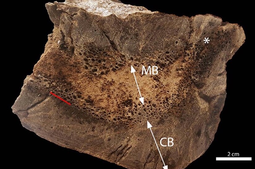 A cross section of T rex bone