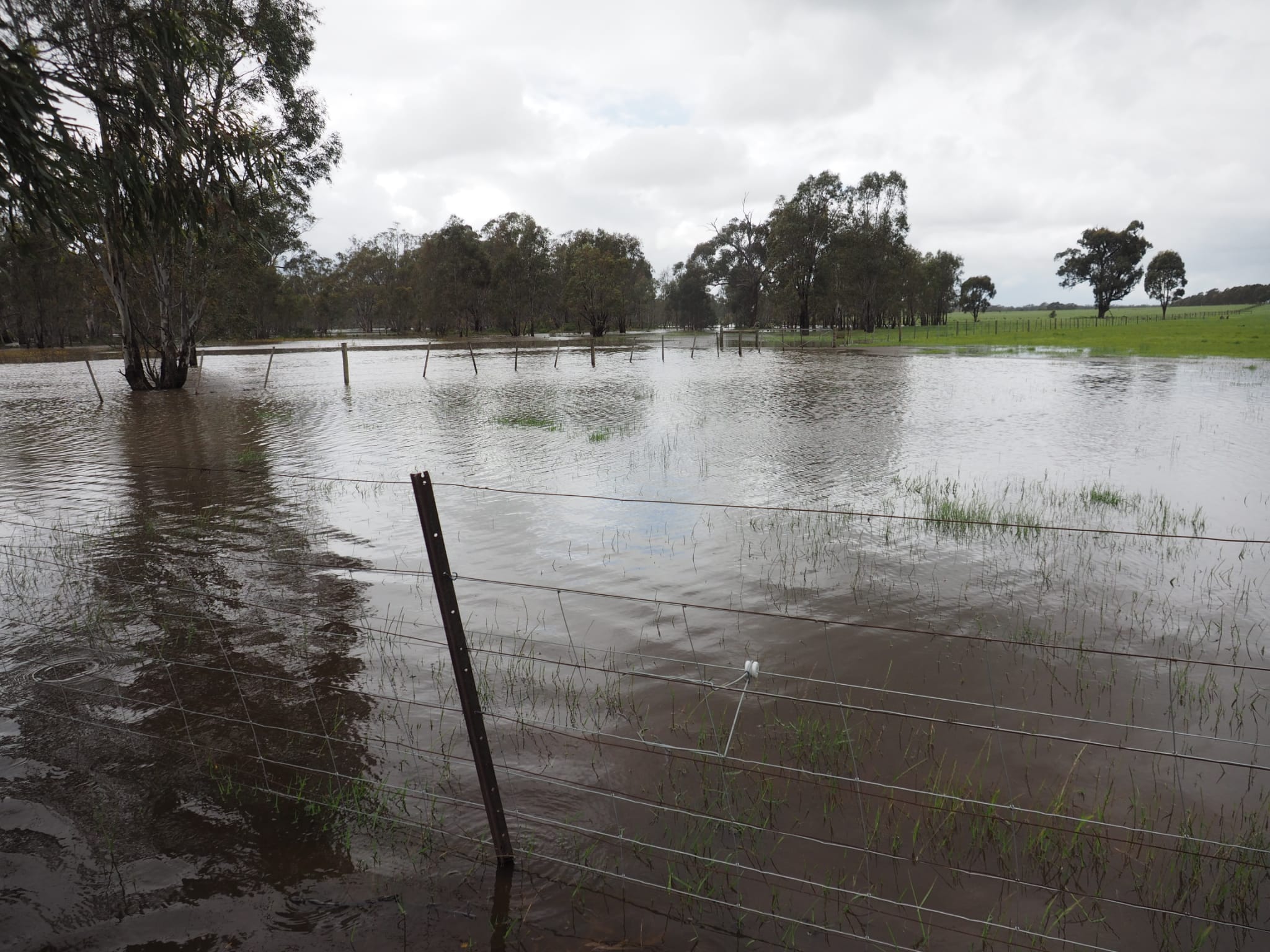 java farm flooded in murchison