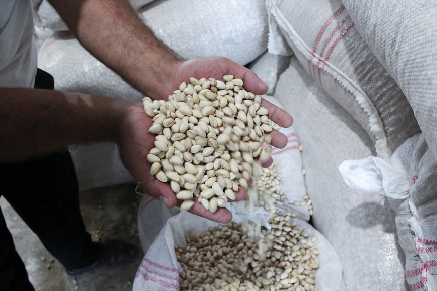 A man cups pistachios in his hands over sacks filled with more pistachios. Some fall from his hands back into the bag
