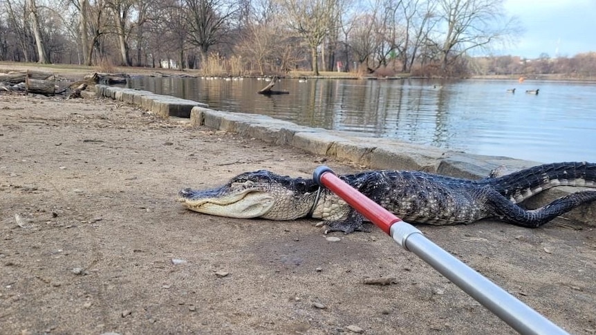 An alligator lies on the dirty ground beside an inner-city lake, with a loop around its neck attached to a metal pole.