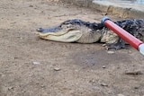 An alligator lies on the dirty ground beside an inner-city lake, with a loop around its neck attached to a metal pole.
