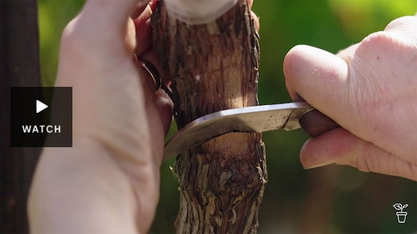 A grafting knife cutting into the stem of a grapevine. Has Video.