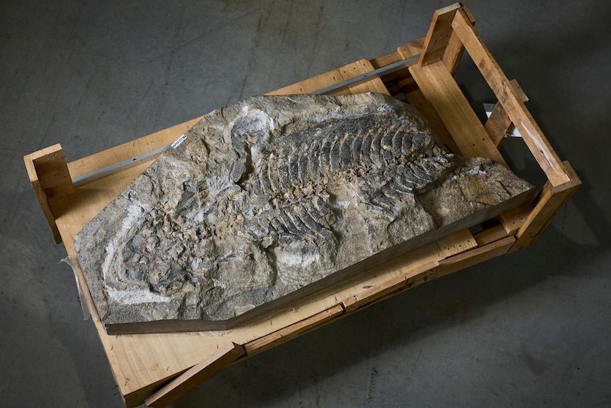 A big slab of rock with a bone fossil of an ancient giant amphibian inside 