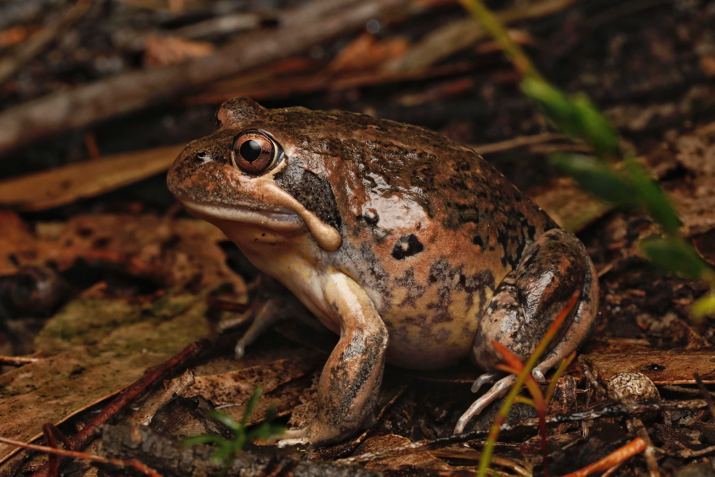Midnight frog chorus