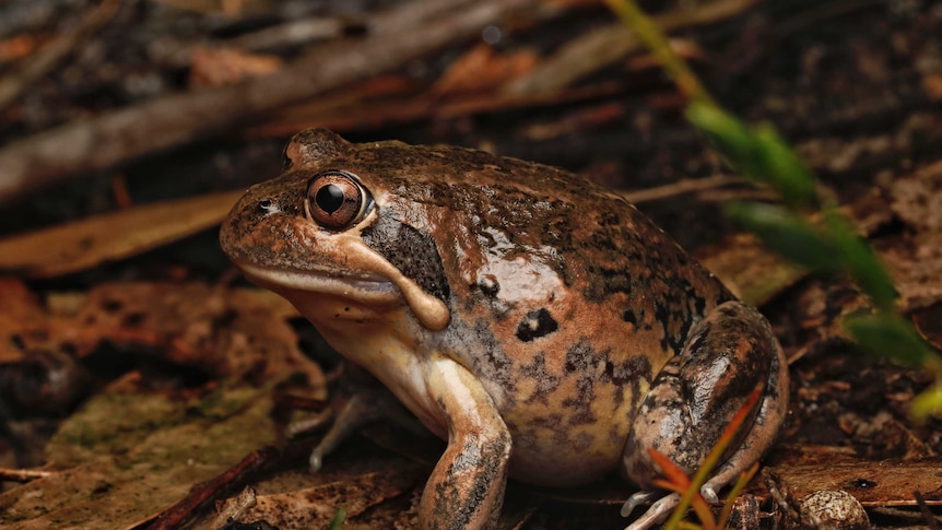 A browny-golden, somewhat stout frog looks majestic among the leaf litter.