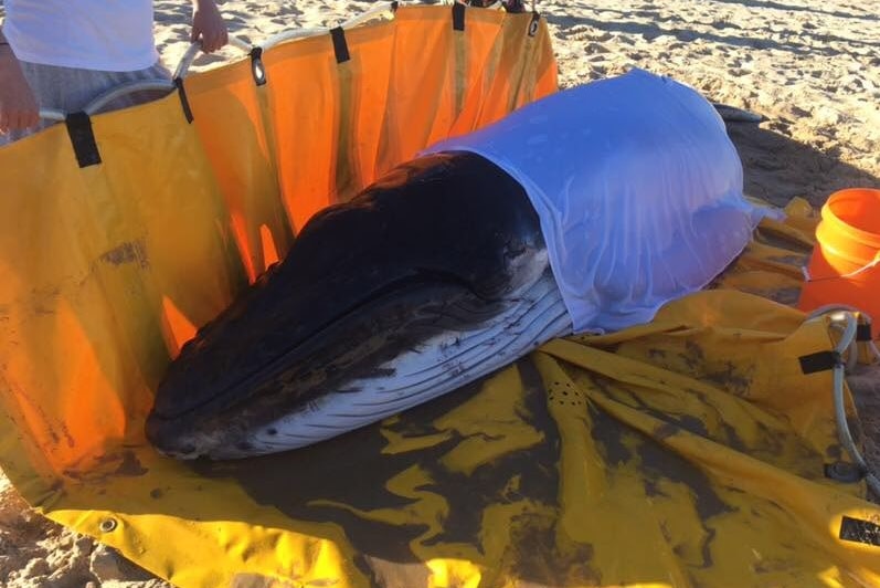 A whale lies on a tarpaulin