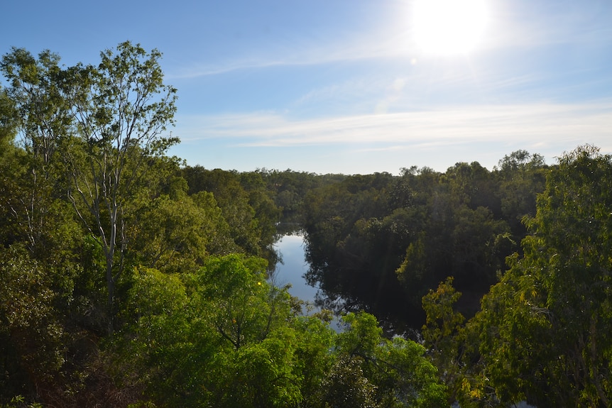 Trees along the daly river