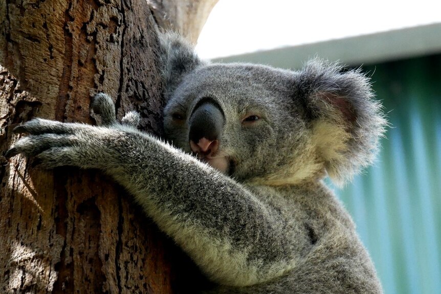 Koala hugging tree close up