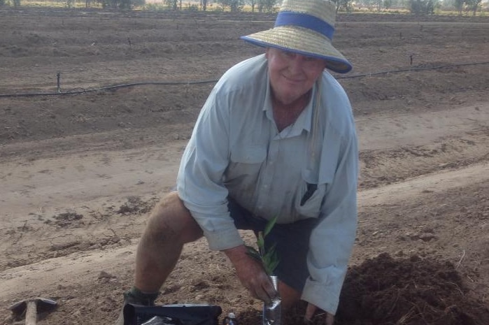 A man wearing a hat plants a mandarin tree seedling in the ground